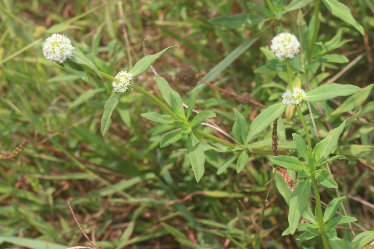 Spermacoce verticillata L.